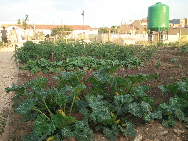Cruz Roja Española en Soria reparte a las familias más necesitadas, alimentos frescos  procedentes de su  huerto urbano ecológico.
